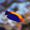 Centropyge Aurantonotus