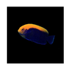 Centropyge Aurantonotus