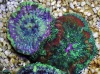 Stichodactyla Tapetum