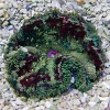 Stichodactyla Tapetum