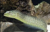 Congrogadus Subducens