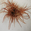Limaria Fragilis