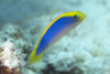 Pseudochromis Flavivertex