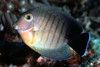 Acanthurus Tristis