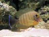 Acanthurus Tristis