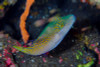 Canthigaster Epilamprus