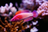 Cirrhilabrus Rubrisquamis