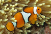 Amphiprion Percula, Oppdrett M