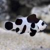 Black Storm Clownfish , Small