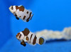 Amphiprion Ocellaris Mocha Storm, Pair