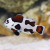 Amphiprion Ocellaris Mocha Storm, Pair