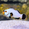 Amphiprion Ocellaris Platinum Pair, Small