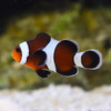 Amphiprion Ocellaris, Mocha