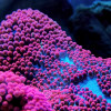 Stichodactyla Haddoni Red