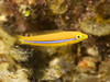 Halichoeres Garnoti