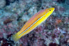 Halichoeres Garnoti