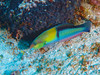 Halichoeres Garnoti