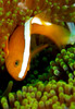 Amphiprion Sandaracinos (Oppdrett)