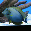 Acanthurus Maculiceps