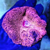 Stichodactyla Haddoni Red/Pink  - WYSIWYG