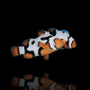 Amphiprion Percula, Premium Picasso, Pair