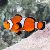 Amphiprion Ocellaris Misbar