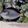 Acanthurus Sohal