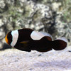 Amphiprion Polymnus, (Oppdrett)