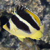 Chaetodon Mitratus