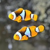 Amphiprion Percula Black,  Pair