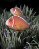 Amphiprion Perideraion, Pair