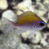 Chromis insolata