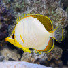Chaetodon Xanthocephalus