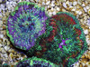 Stichodactyla Tapetum