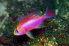 Pseudanthias Ventralis