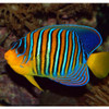 Pygoplites Diacanthus (Red Sea)