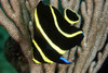 Pomacanthus Paru JUV