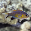 Chromis Vanderbuilti