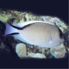 Genicanthus Caudovittatus, Female (Red Sea)