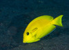 Acanthurus Olivaceus