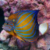 Pomacanthus Annularis