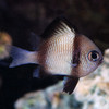 Dascyllus Reticulatus