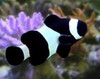 Amphiprion Ocellaris Darwin