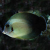 Acanthurus Chronixis