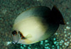 Acanthurus Chronixis