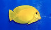 Acanthurus Pyroferus Yellow