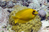 Acanthurus Pyroferus Yellow