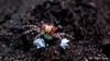 Lybia Tesselata