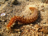 Holothuria Hilla