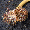 Sabellastarte Sp.